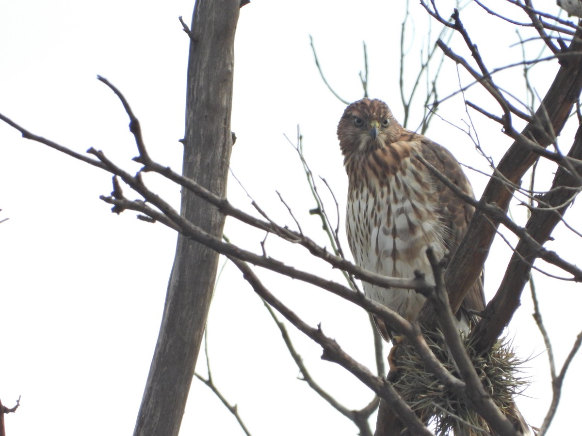 Cooper's Hawk - ML620871948