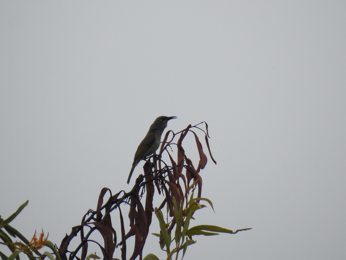 Brown Honeyeater - ML620871954