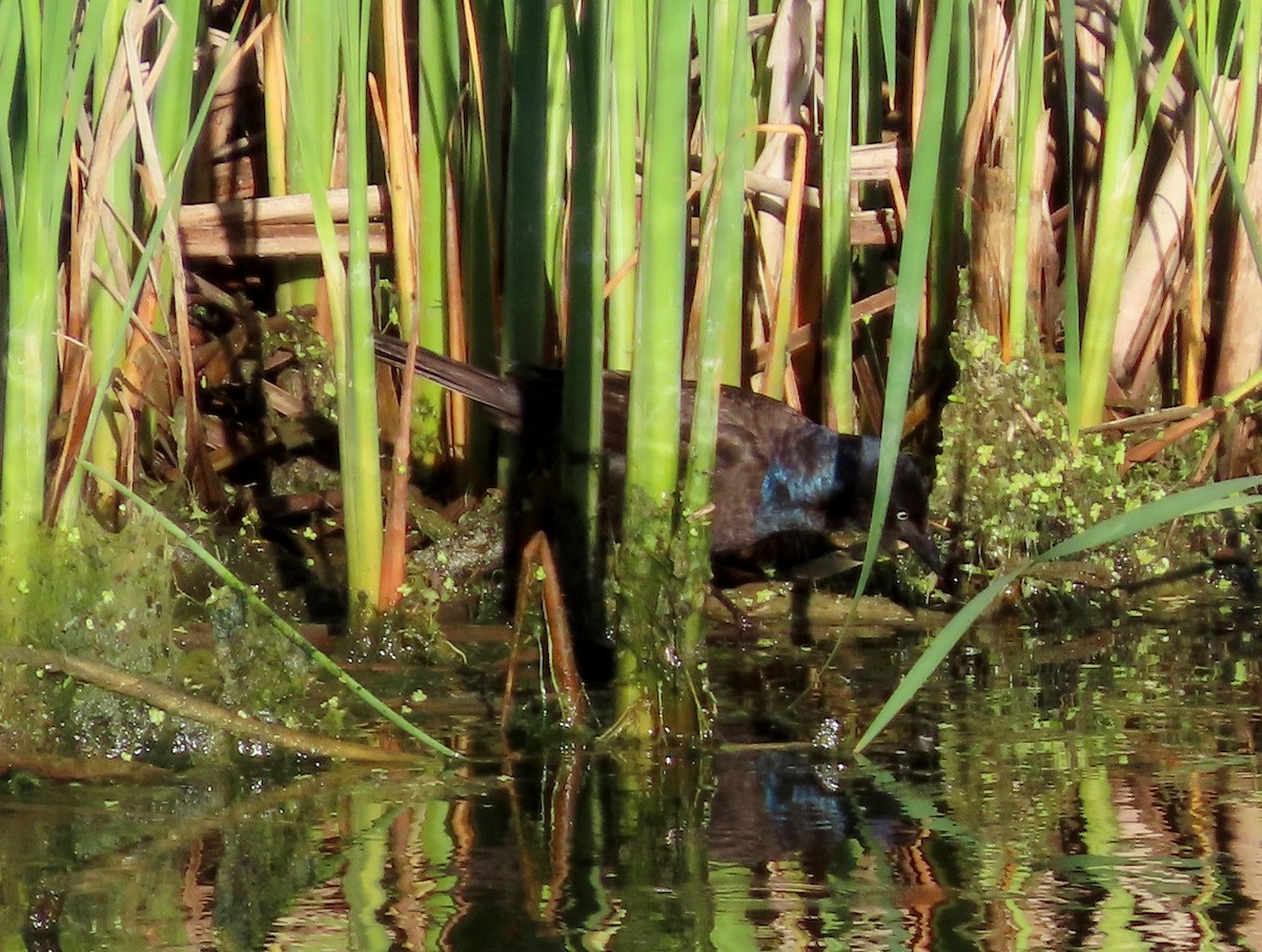 Common Grackle - ML620871958