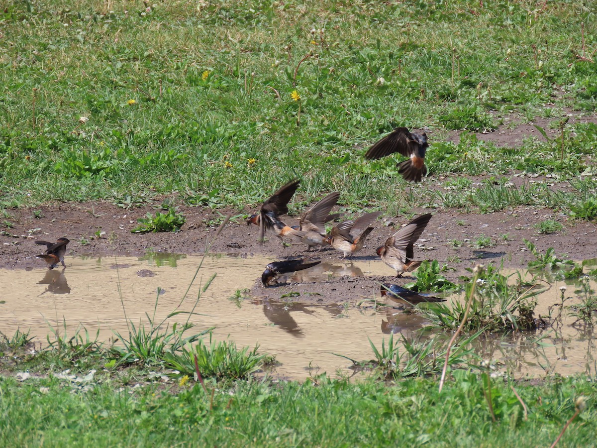 Cliff Swallow - ML620871959