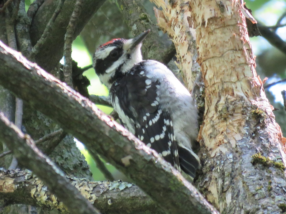 Hairy Woodpecker - ML620871960