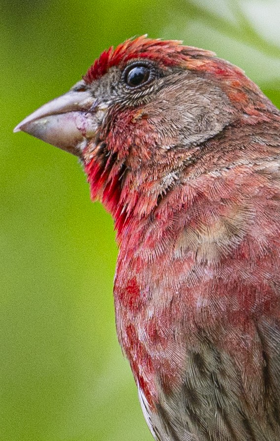 House Finch - ML620871961