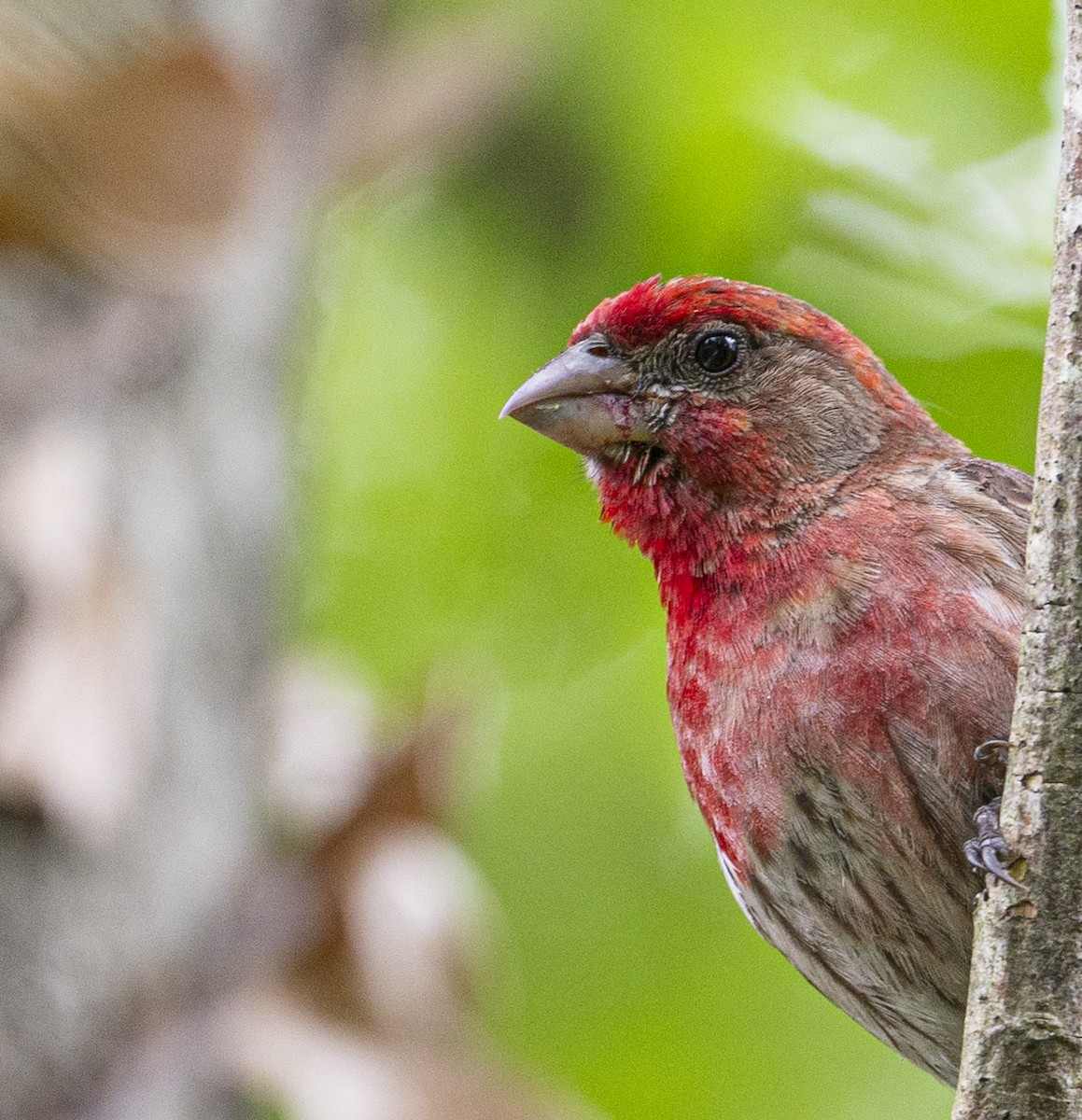 House Finch - ML620871962