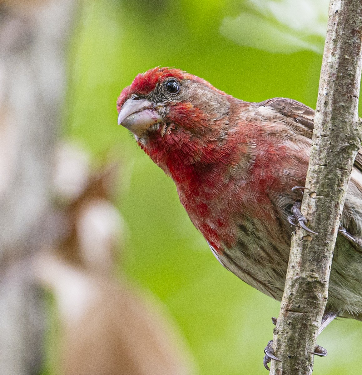 House Finch - Peter McNamee