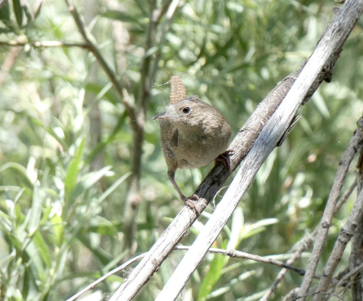 House Wren - ML620871973