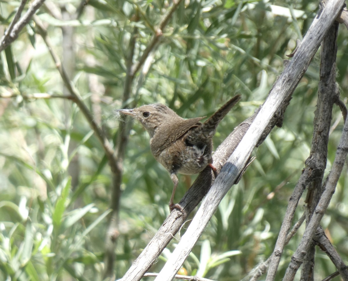 House Wren - ML620871974