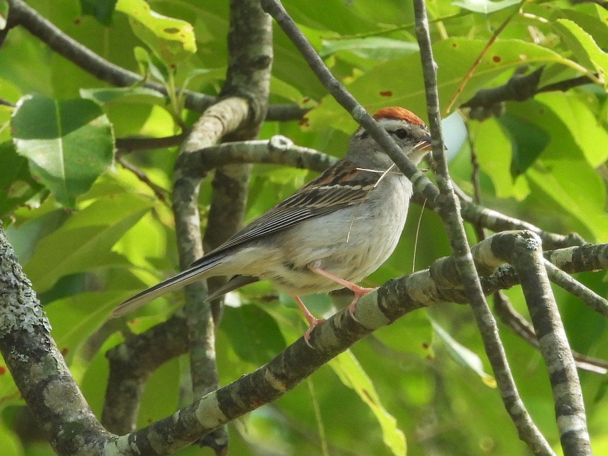 Chipping Sparrow - ML620871975