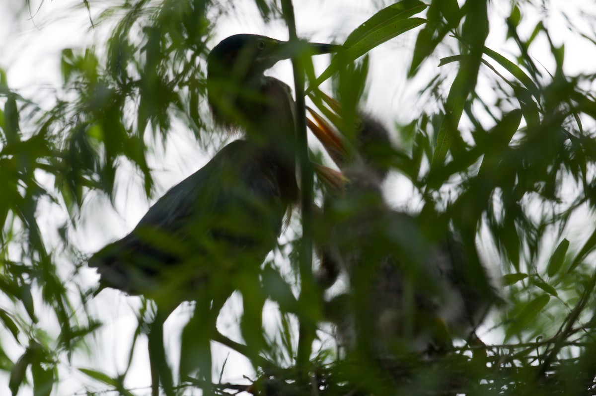 Green Heron - ML620871980