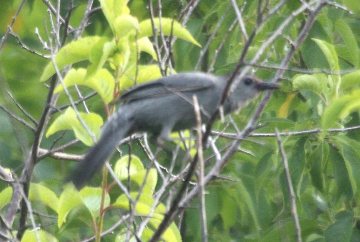 Gray Catbird - ML620872001