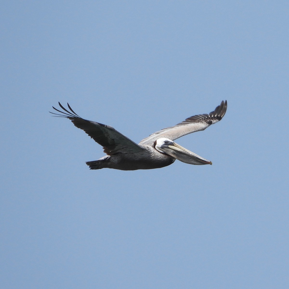 pelikán hnědý - ML620872002