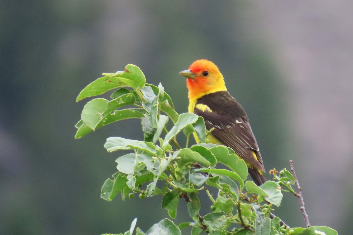 Western Tanager - ML620872008