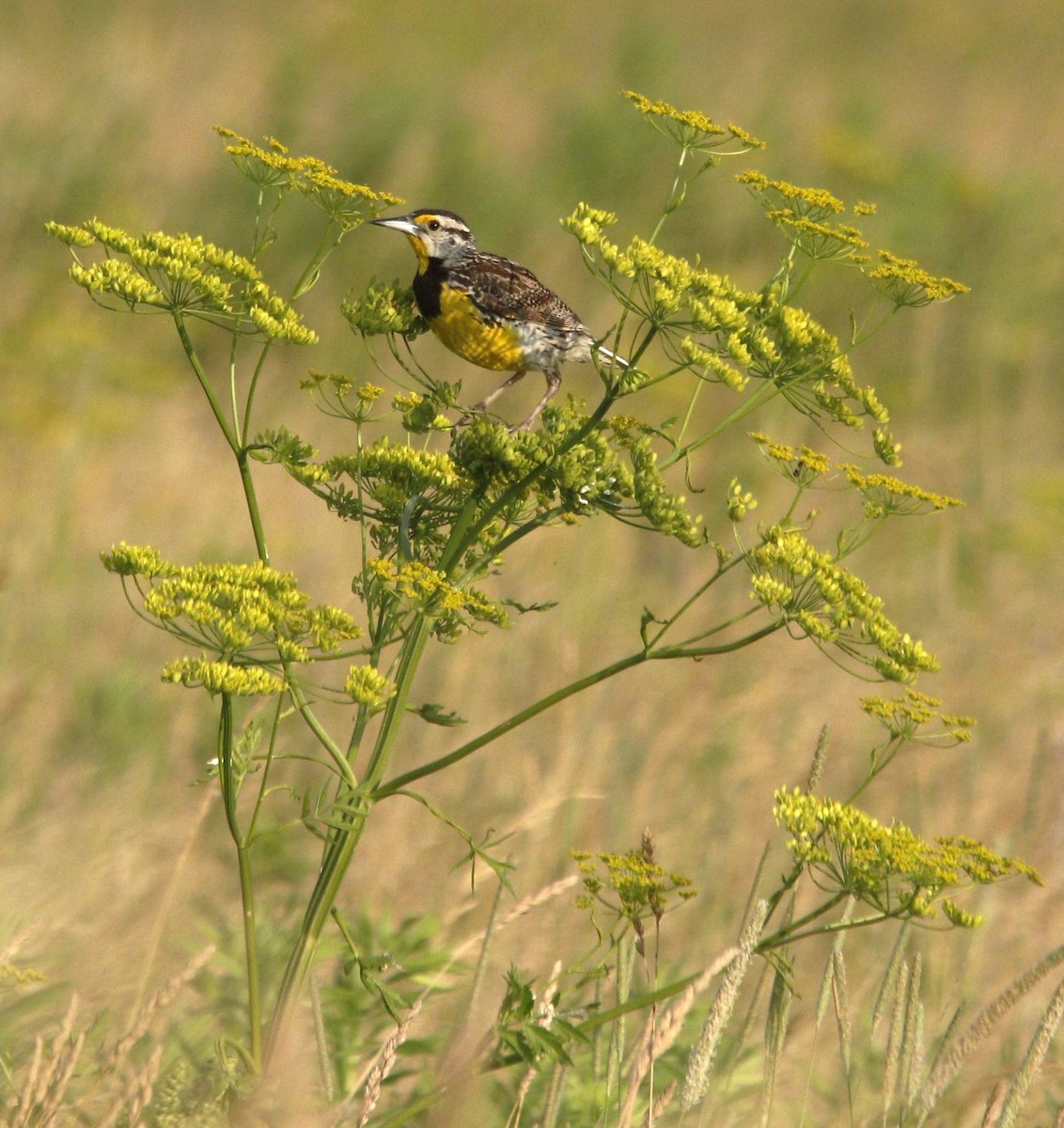 Eastern Meadowlark - ML620872011