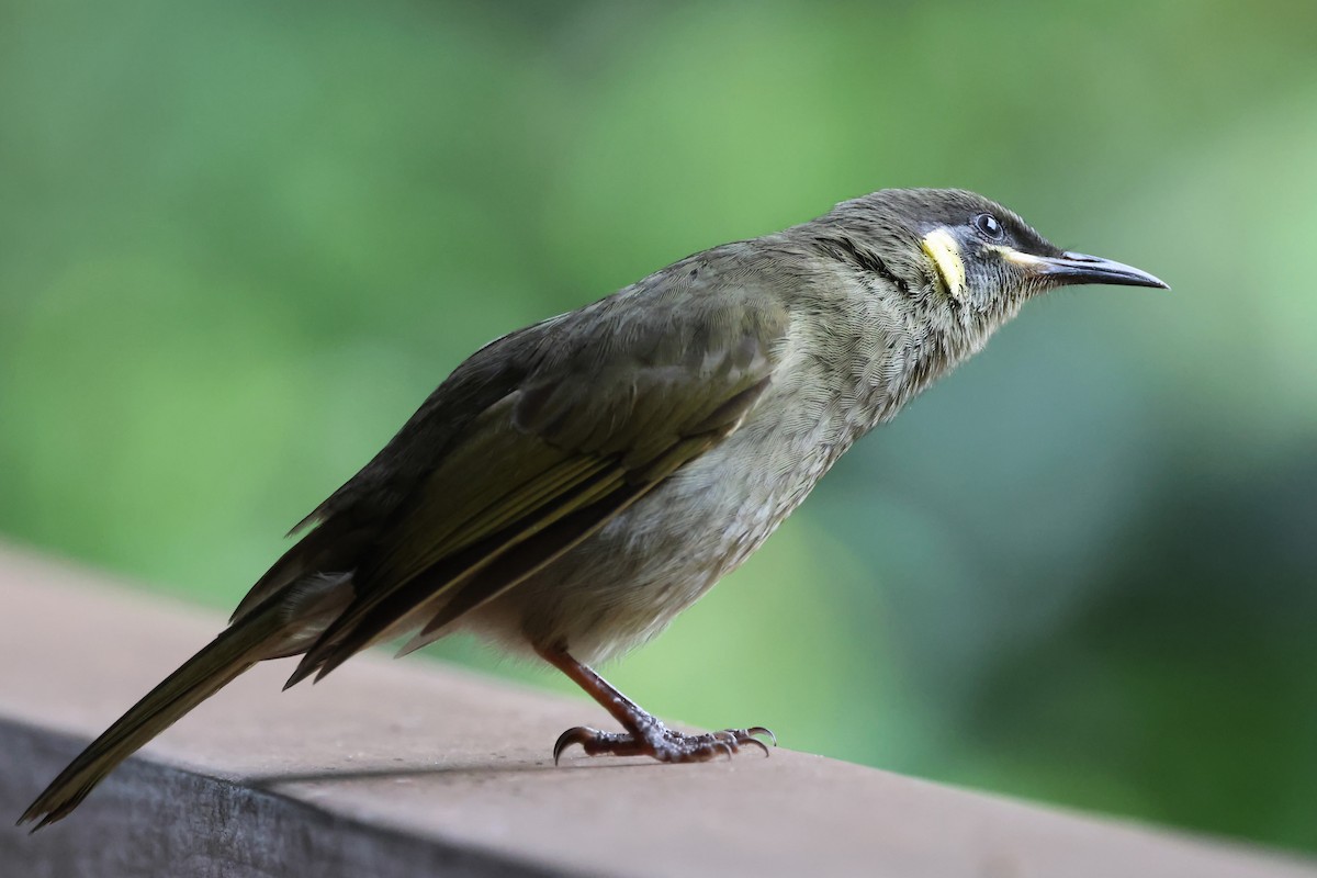 Lewin's Honeyeater - ML620872014