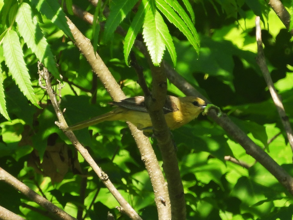 Orchard Oriole - ML620872017