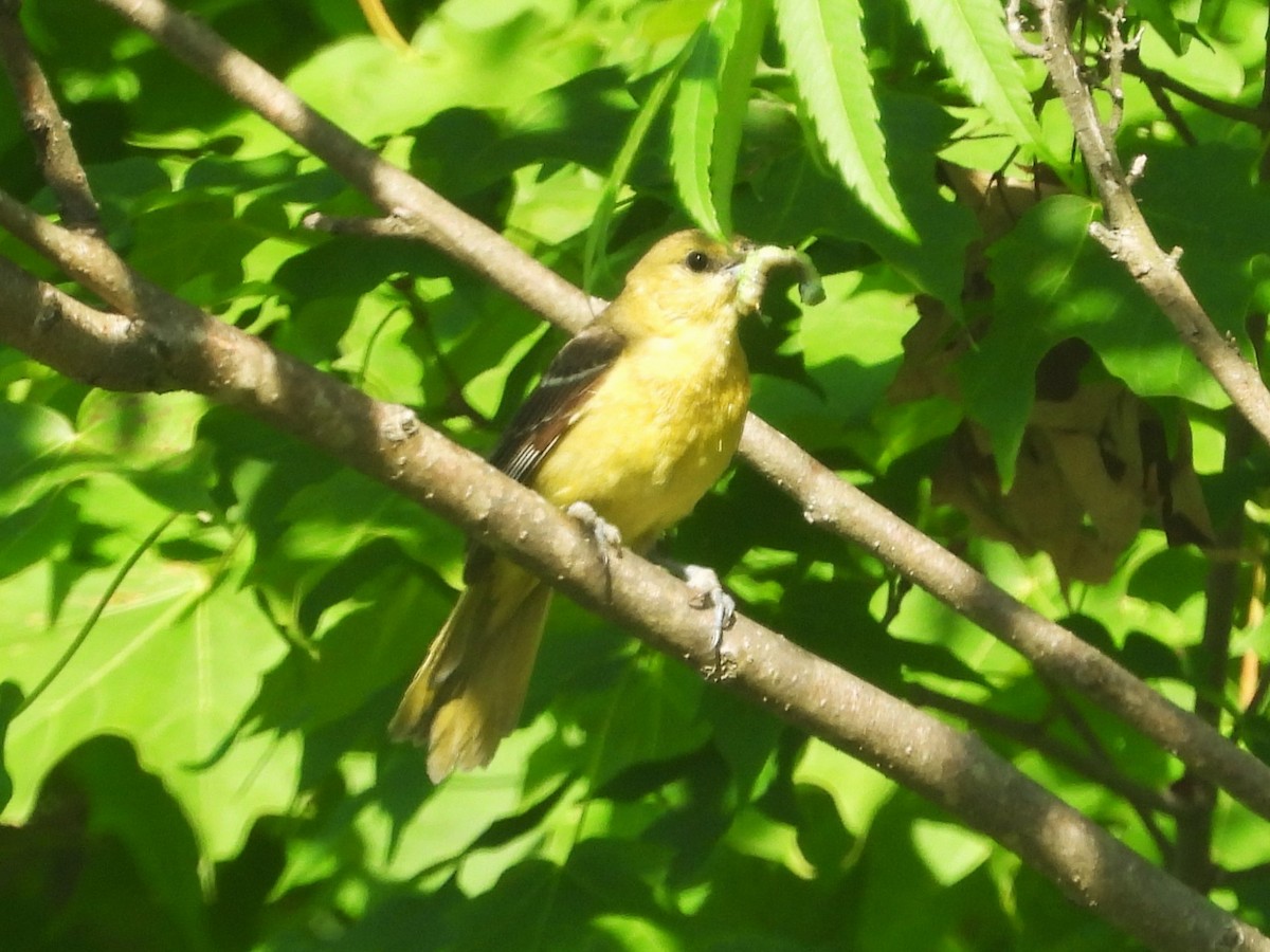 Orchard Oriole - ML620872018