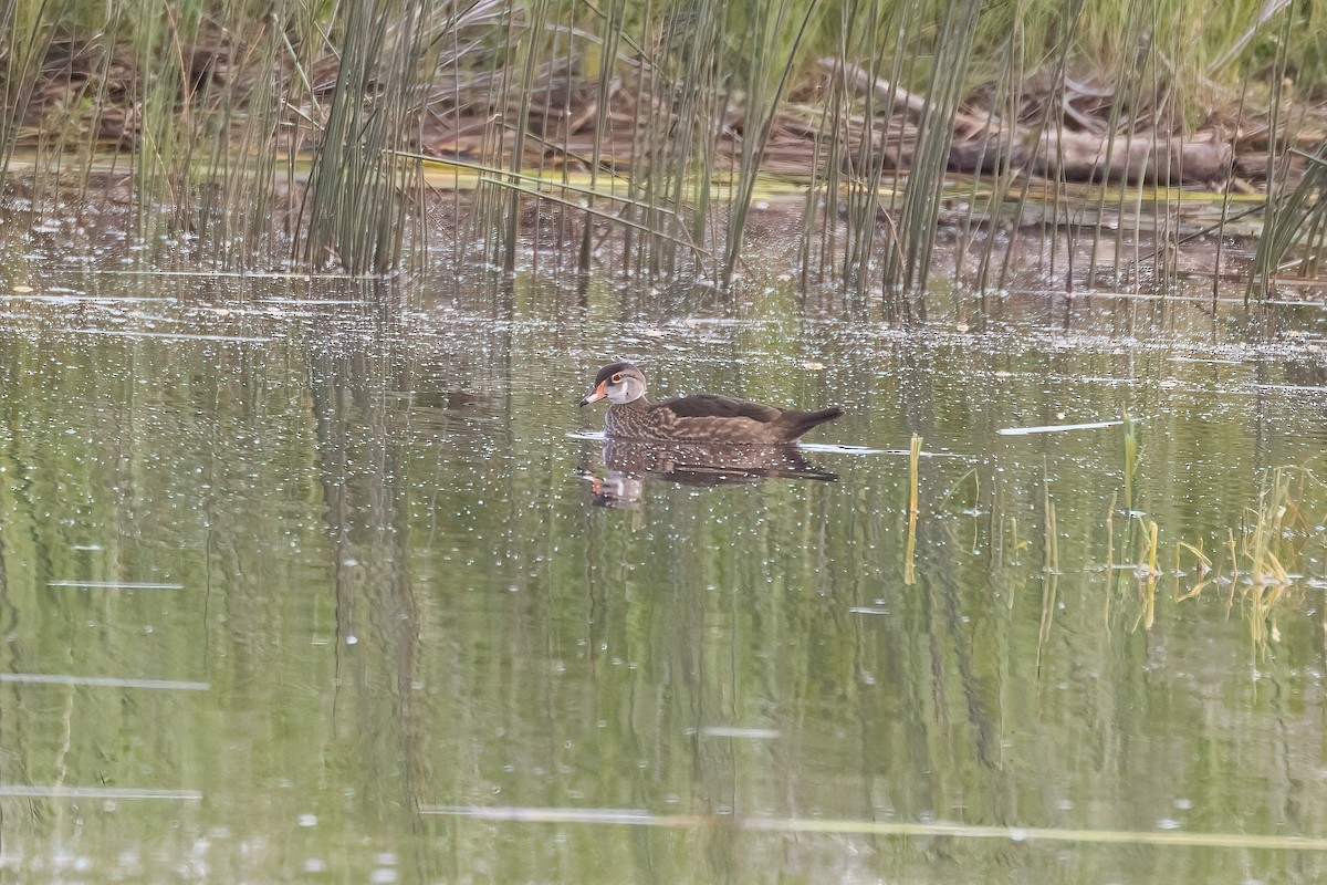 Wood Duck - ML620872023