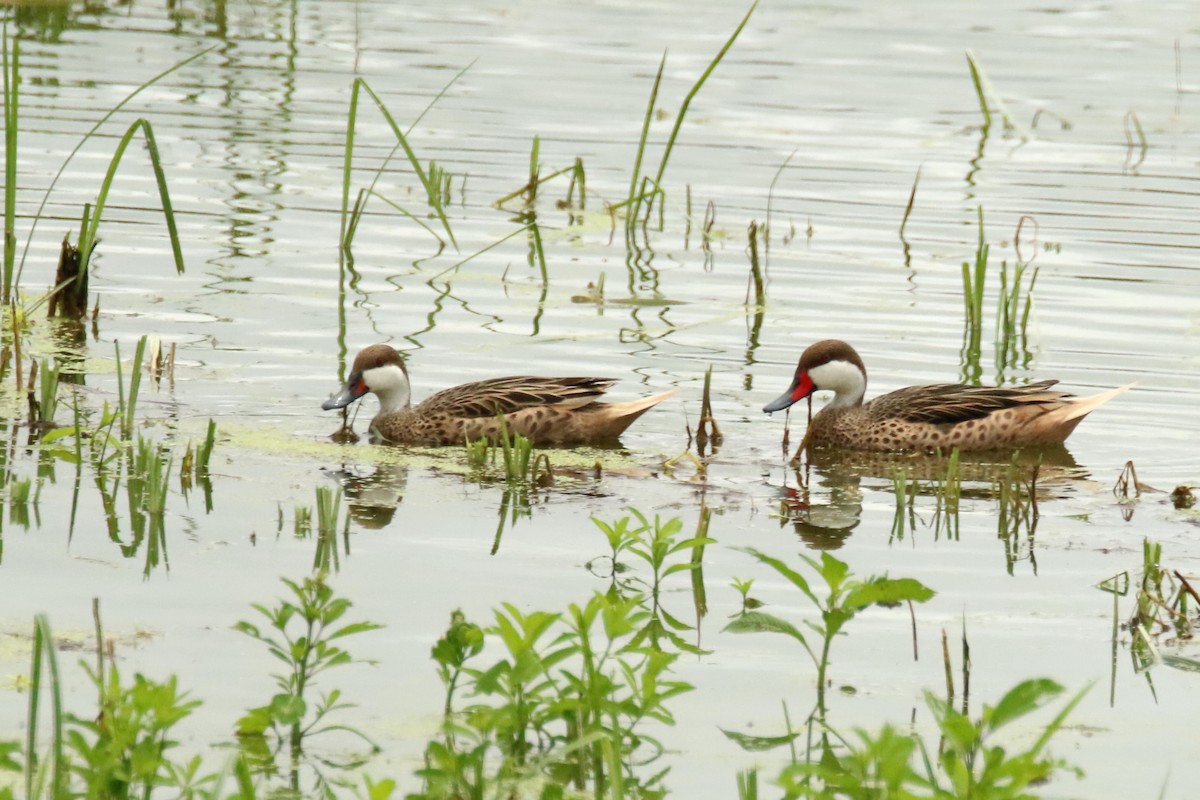 White-cheeked Pintail - ML620872031