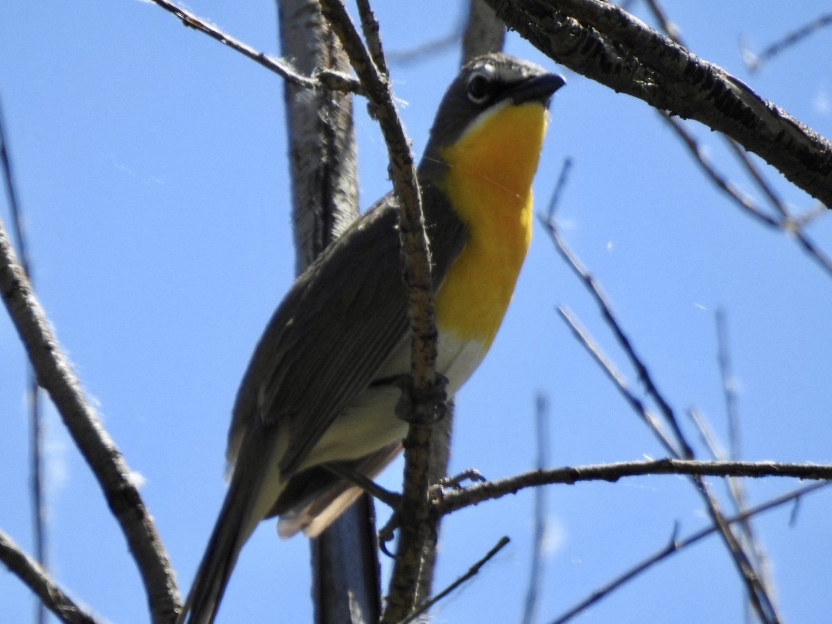 Yellow-breasted Chat - ML620872052