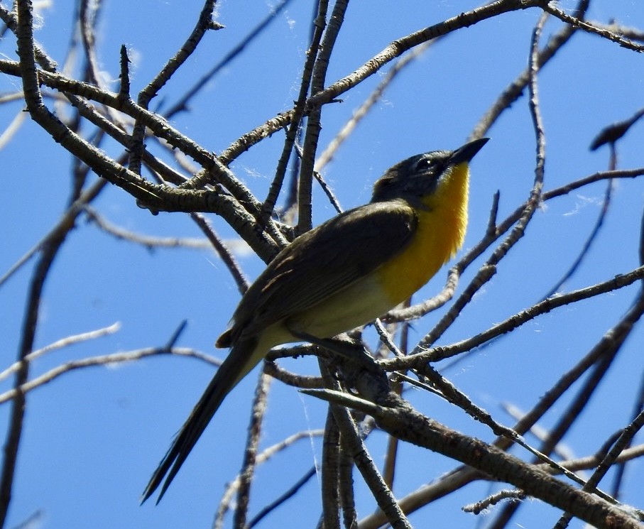 Yellow-breasted Chat - ML620872053