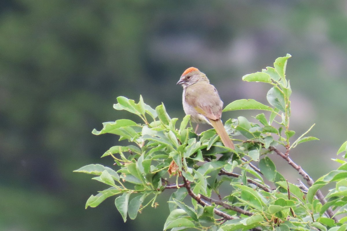 Green-tailed Towhee - ML620872055