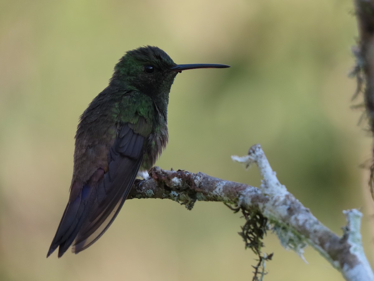 kolibřík zelenobřichý - ML620872057