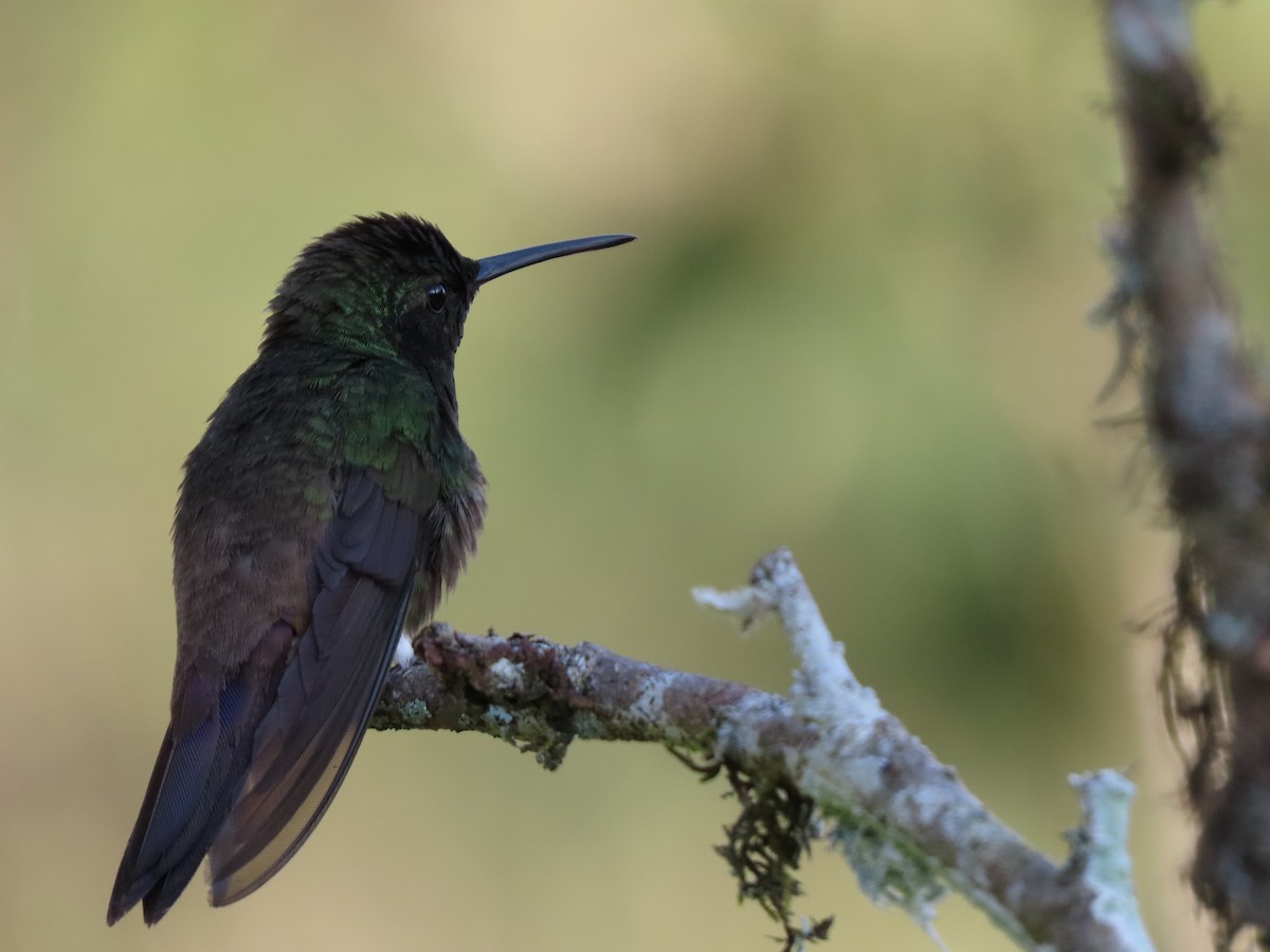 Green-bellied Hummingbird - ML620872058