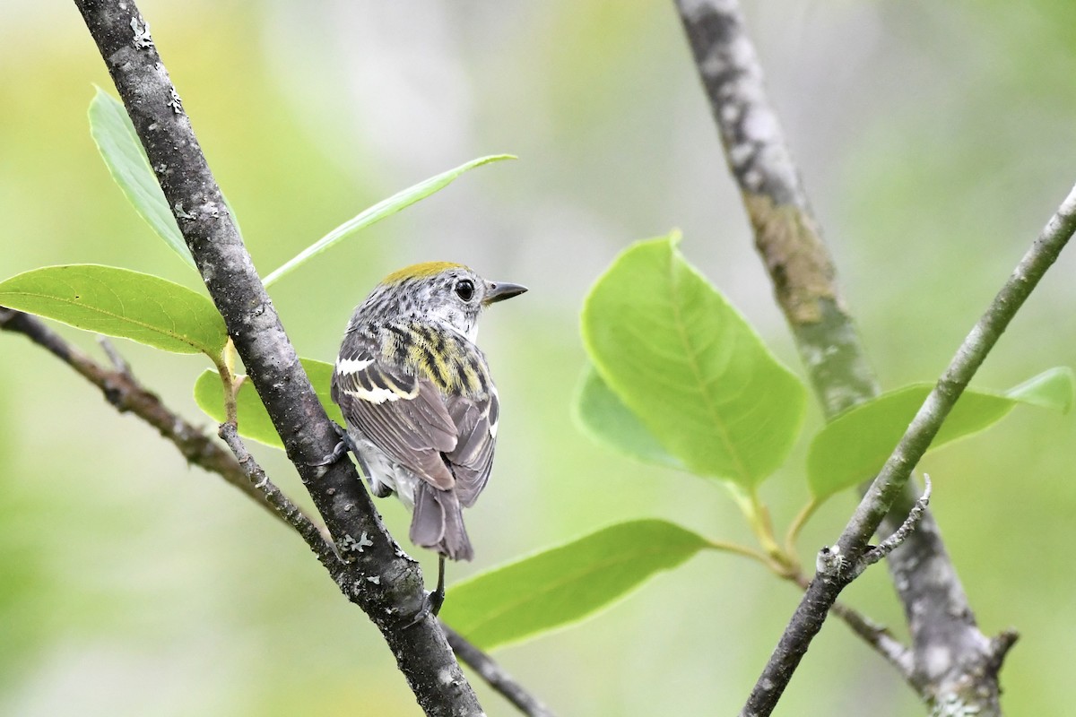 Chestnut-sided Warbler - ML620872060