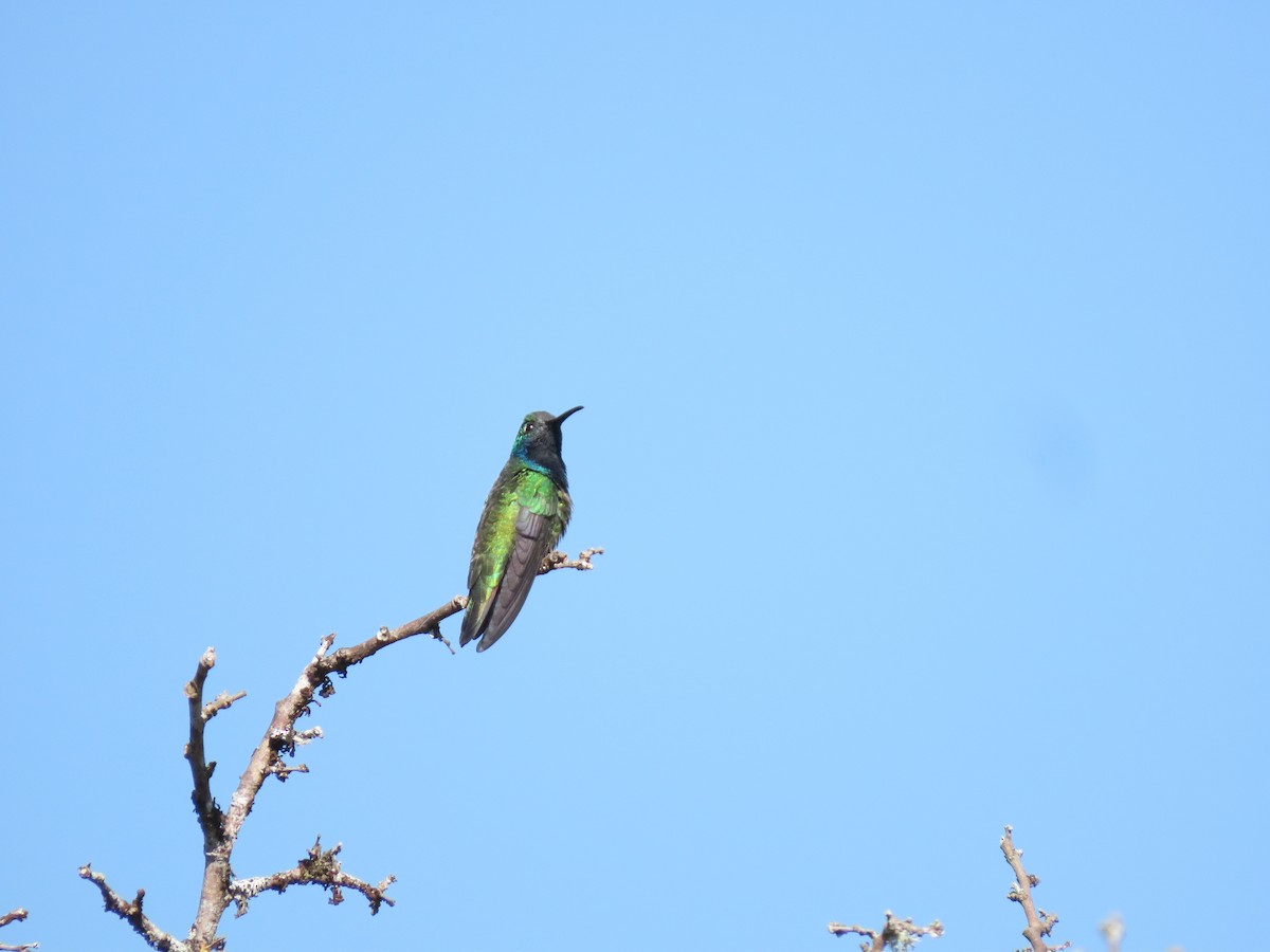 Black-throated Mango - ML620872063