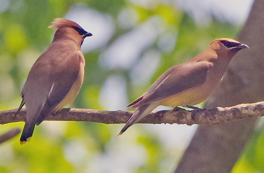 Cedar Waxwing - ML620872067