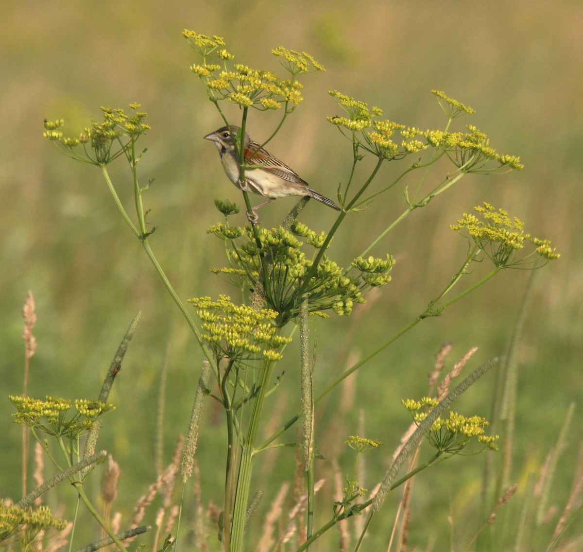 Dickcissel - ML620872070