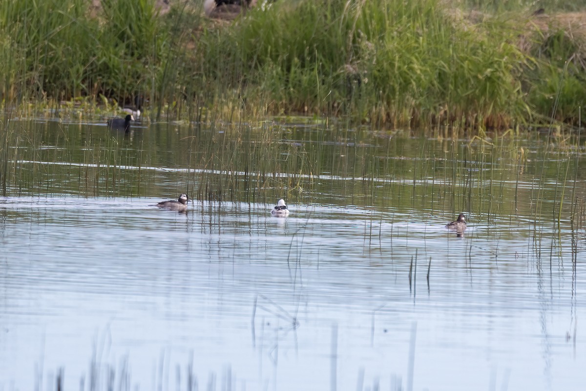 Bufflehead - ML620872072