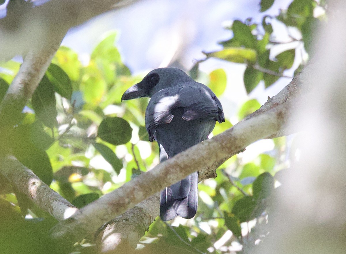 Stout-billed Cuckooshrike - ML620872073