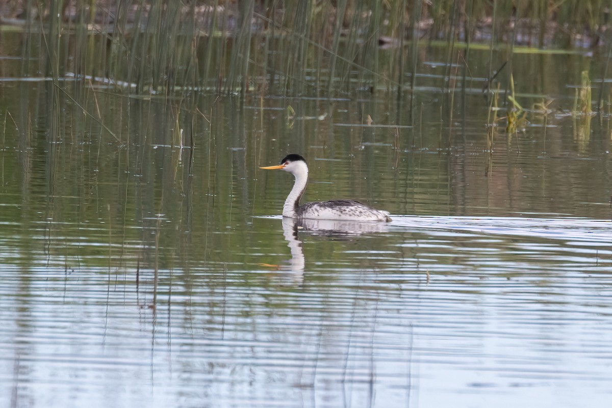 Clark's Grebe - ML620872076