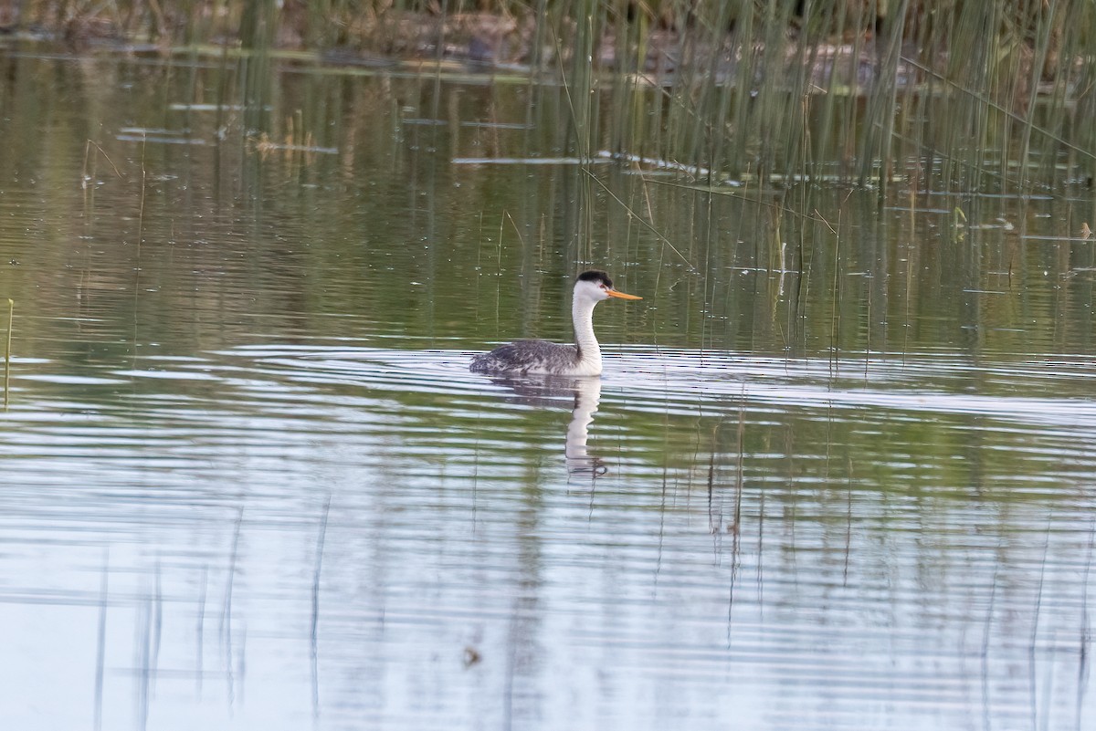 Clark's Grebe - ML620872077