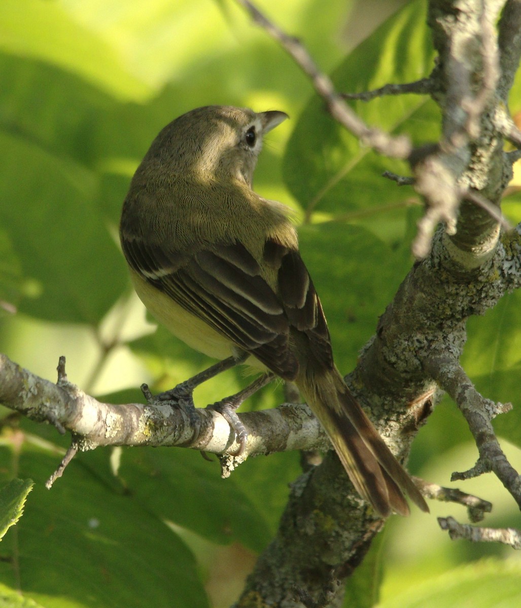 Bell's Vireo - ML620872080