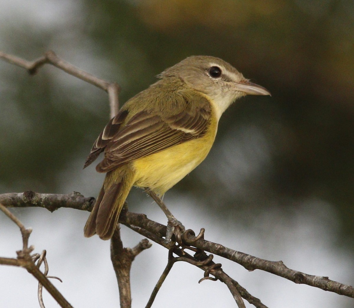 Bell's Vireo - ML620872081