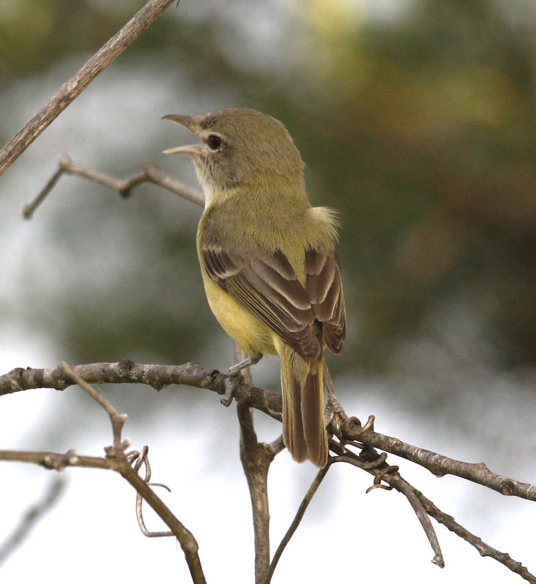 Bell's Vireo - ML620872082