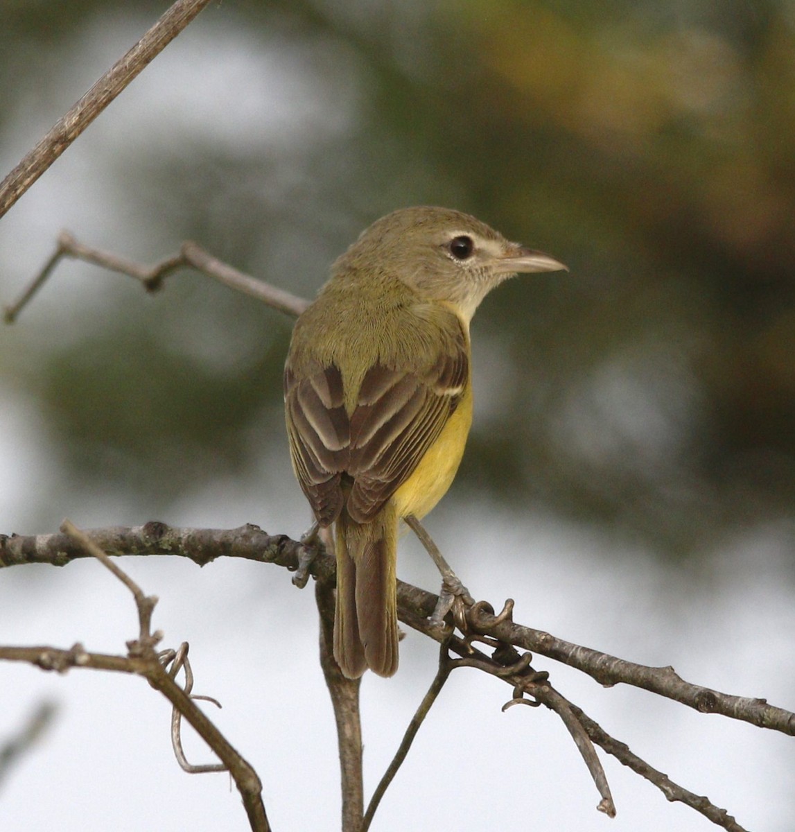 Bell's Vireo - Becky Lutz