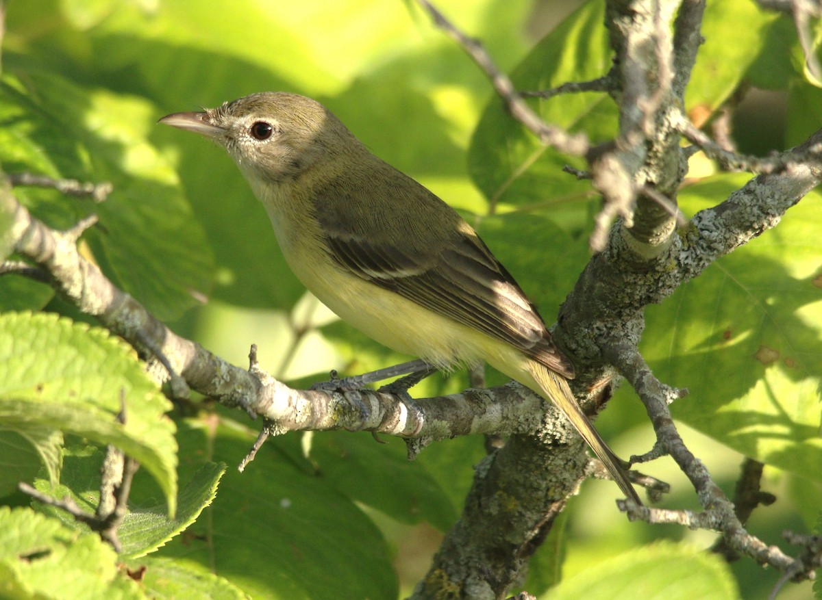 Bell's Vireo - ML620872087