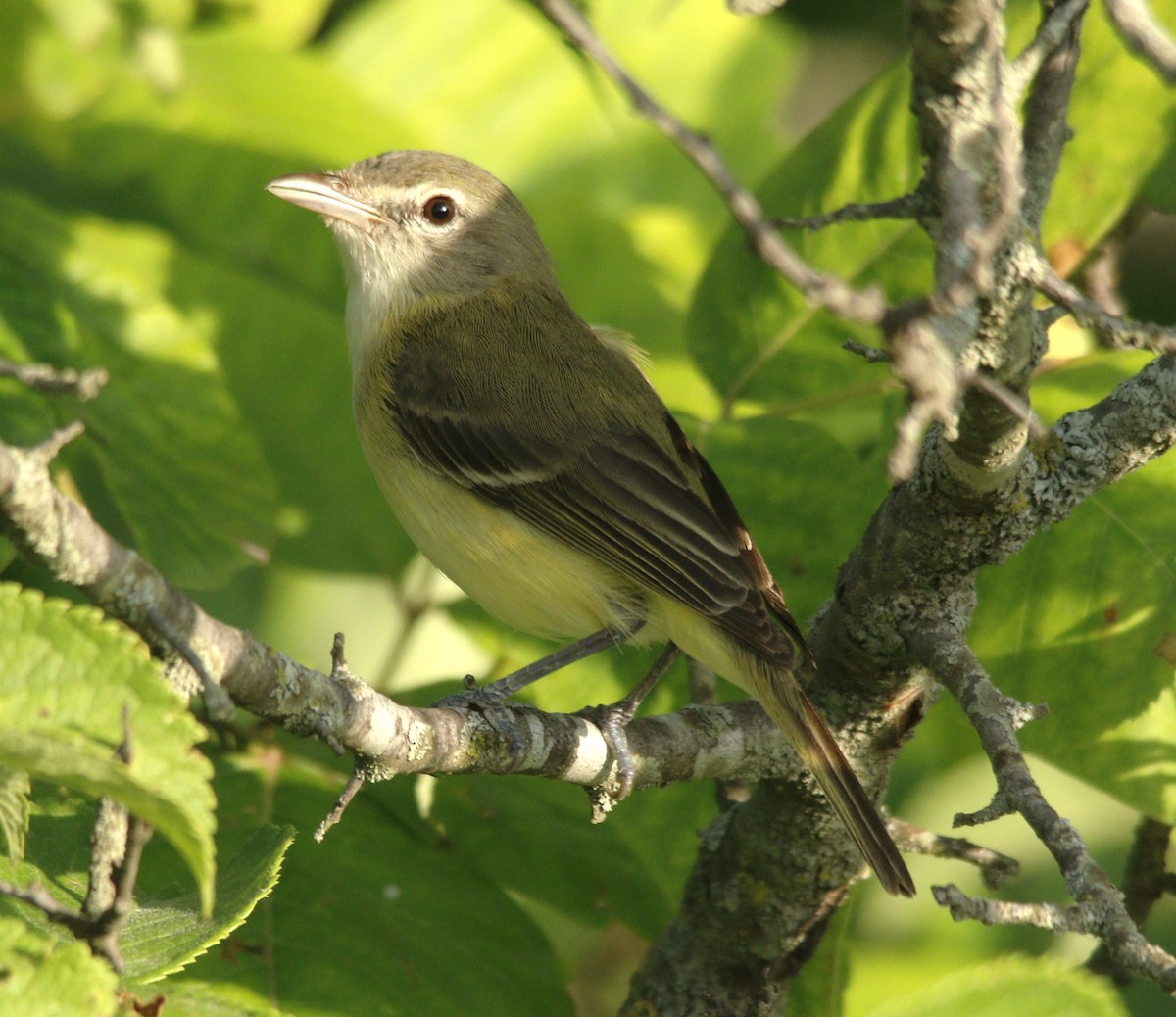 Bell's Vireo - ML620872088