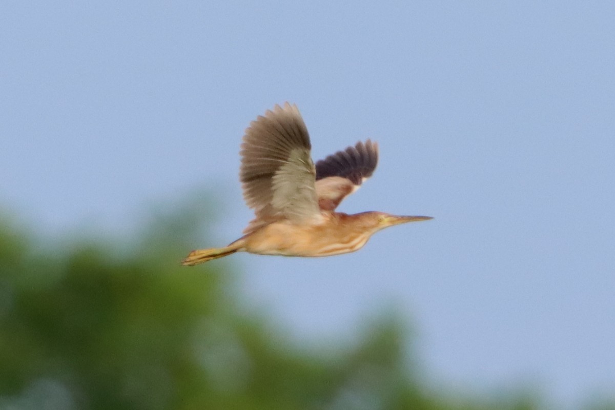 Yellow Bittern - ML620872090