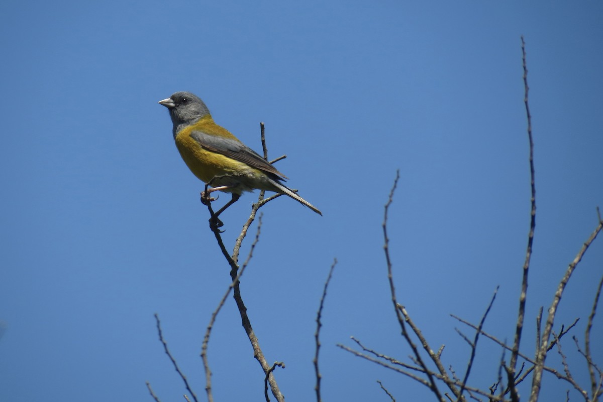 Gray-hooded Sierra Finch - ML620872099