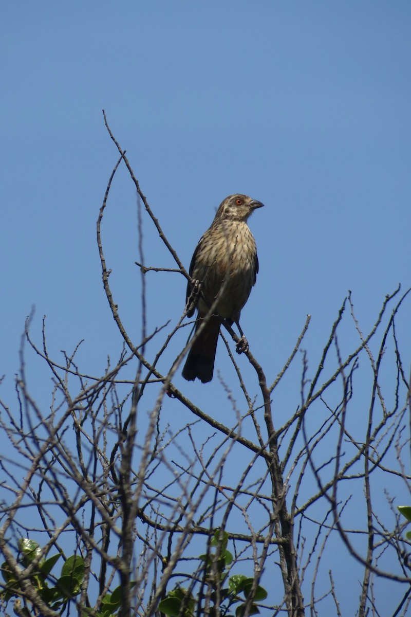 Rufous-tailed Plantcutter - ML620872100