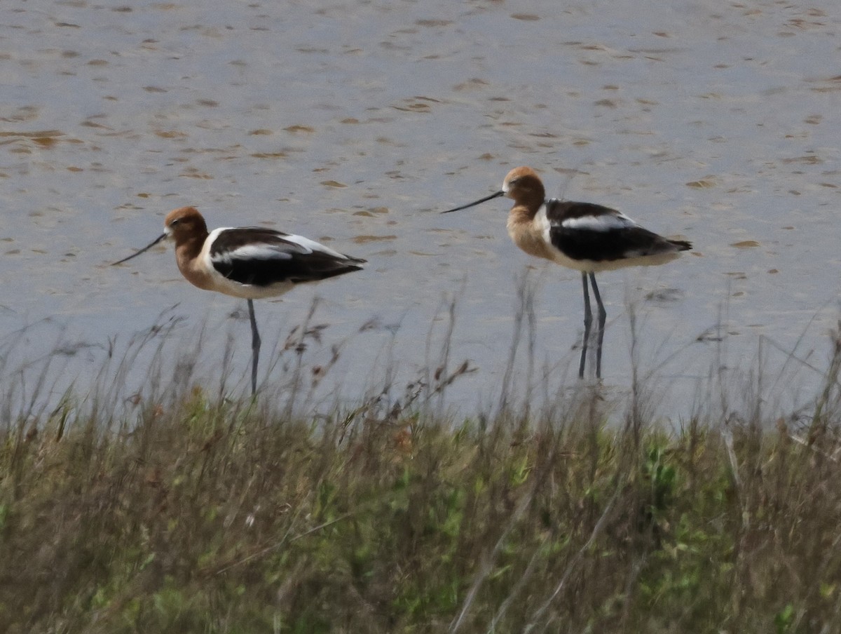 Avocette d'Amérique - ML620872101