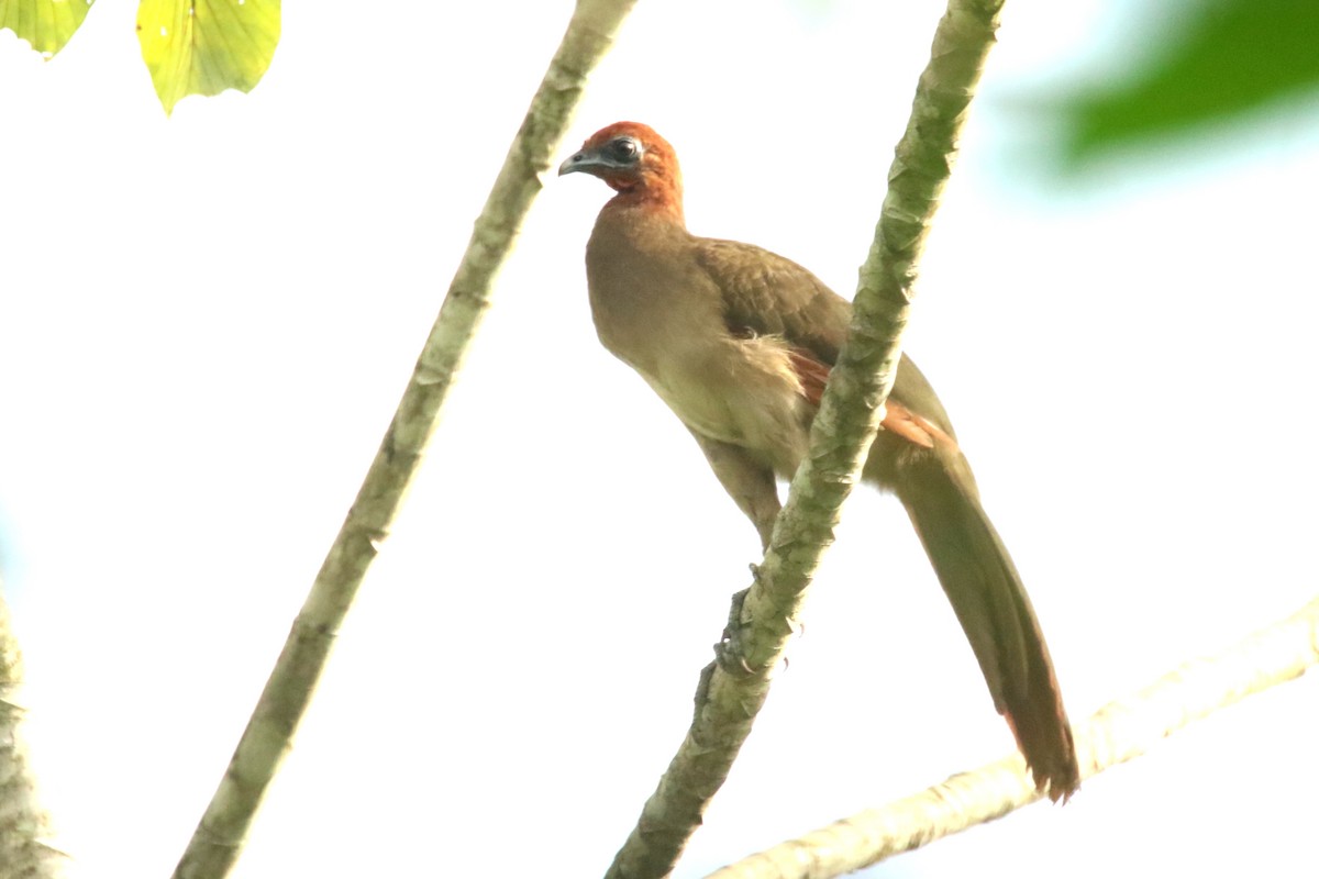 Ortalide à tête rousse - ML620872116