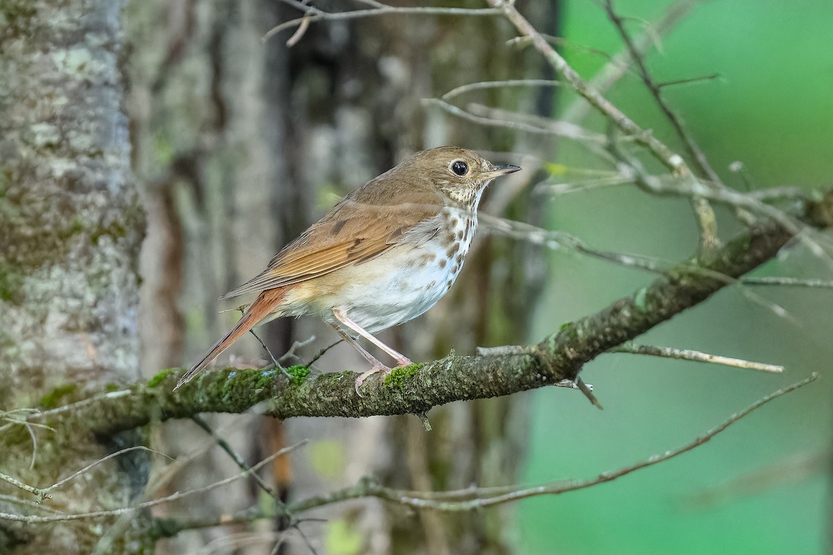 Hermit Thrush - ML620872117