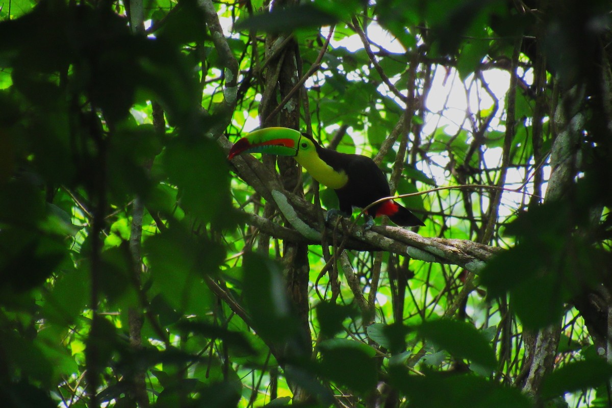 Toucan à carène - ML620872118