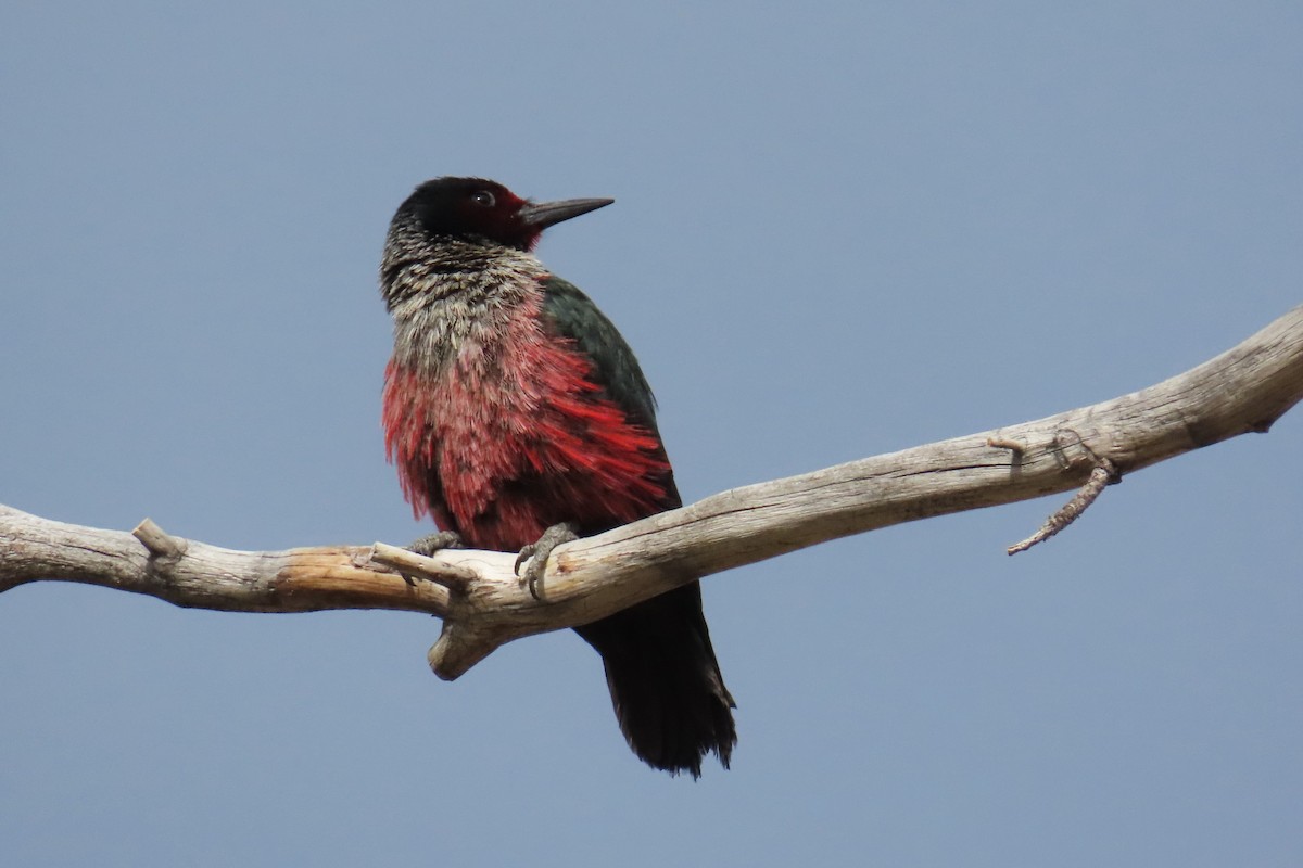 Lewis's Woodpecker - ML620872120