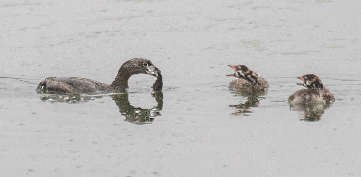 Pied-billed Grebe - ML620872130