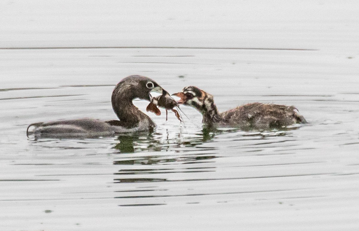 Pied-billed Grebe - ML620872137